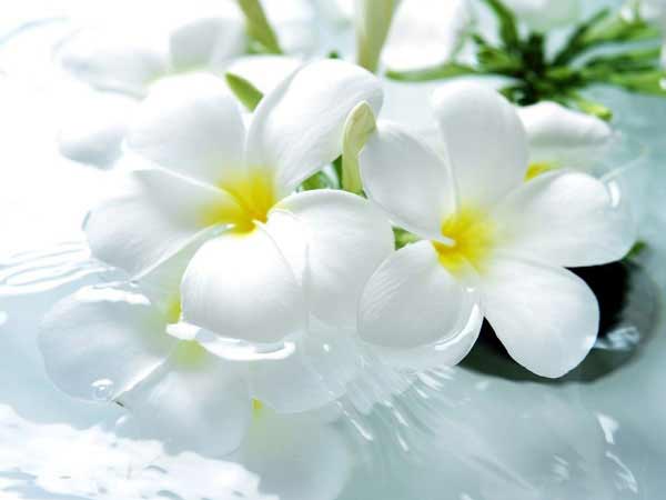 Mơ thấy hoa màu trắng là điềm báo gì?