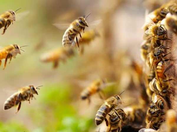 Mơ thấy ong mật nên đánh số đề con bao nhiêu?