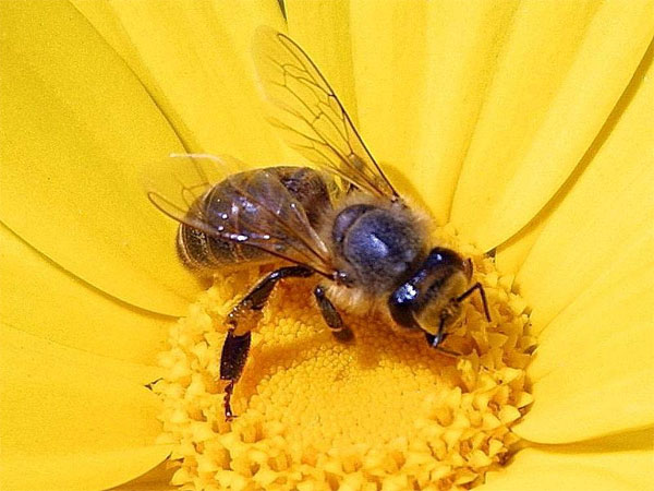 Mơ thấy ong là điềm báo lành hay dữ?