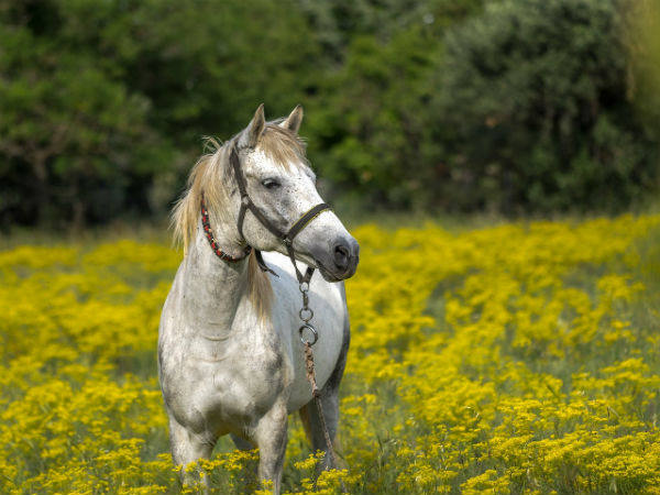 Mơ thấy ngựa đánh con gì trúng lớn và đem lại nhiều may mắn