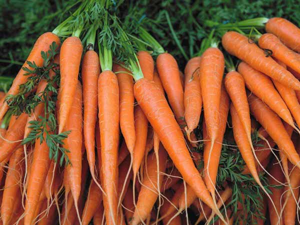 Giá cà rốt hôm nay chi tiết nhất