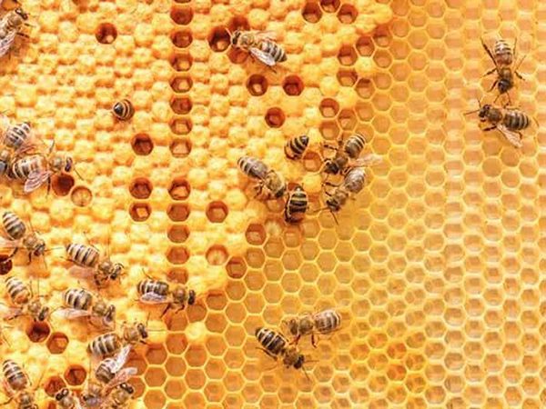 Mơ thấy tổ ong đánh ngay cặp số nào chắc ăn, điềm gì?