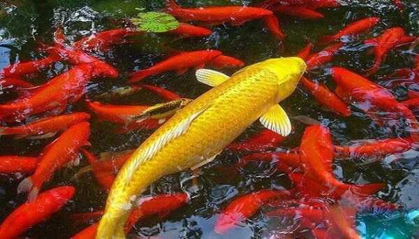 Mơ thấy cá vàng