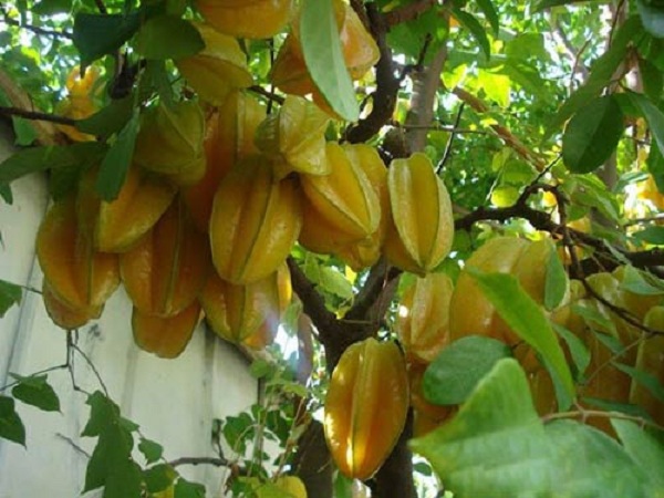 Nằm mơ thấy cây khế