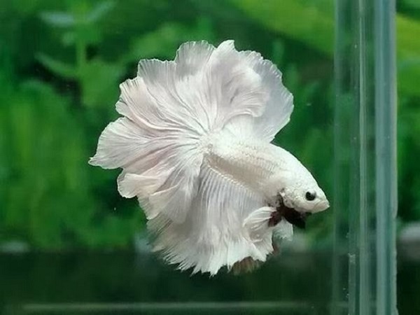 Mơ thấy cá trắng có điềm báo gì và đánh con số nào trúng?