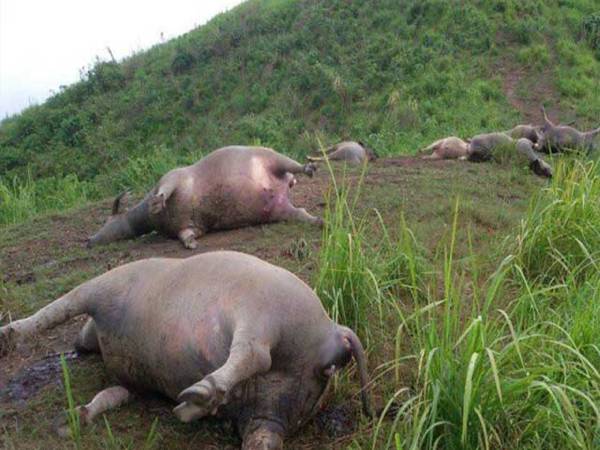 Mơ thấy trâu chết có điềm báo gì và đánh con số lô tô nào?
