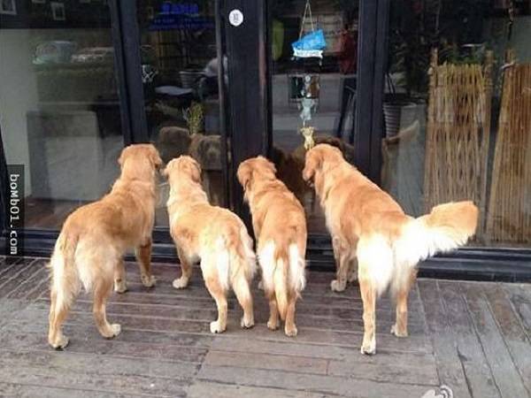 Mơ thấy chó vào nhà có điềm báo gì và đánh số nào?