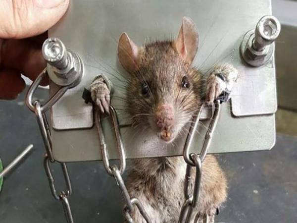Mơ thấy giết chuột có điềm báo gì và đánh số mấy?
