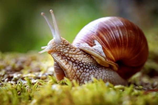 Nằm mơ thấy ốc có điềm báo gì và đánh con số mấy?