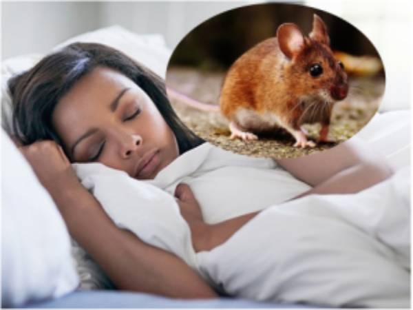 Mơ thấy chuột có điềm báo gì và đánh con nào may mắn?