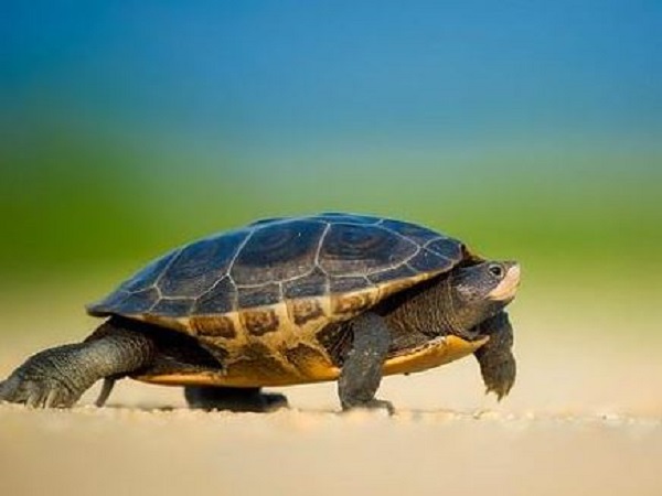 Ngủ mơ thấy con rùa thử vận may với con gì?