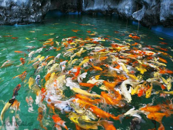 Mơ thấy ao cá có điềm báo gì và đánh con số nào hên?