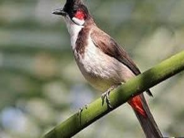 Ngủ mơ thấy chim chào mào thử vận may con gì
