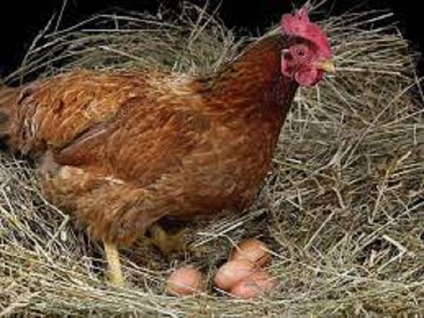 Mơ thấy gà đẻ trứng điềm tốt hay xấu, đánh số mấy?