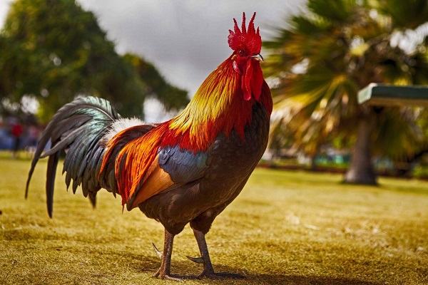 Mơ thấy gà trống có điềm báo gì và đánh số mấy? Mơ thấy gà trống có điềm báo gì và đánh số mấy?