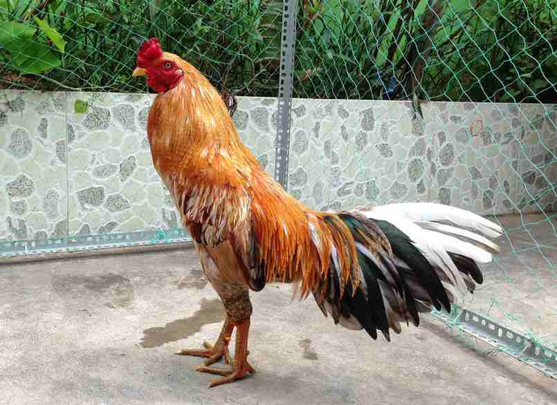 Mẹo chơi trò chơi trực tiếp an toàn