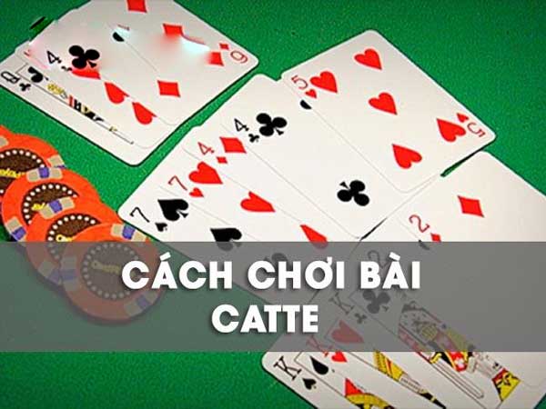 thông tin thông tin bài catte cơ bản