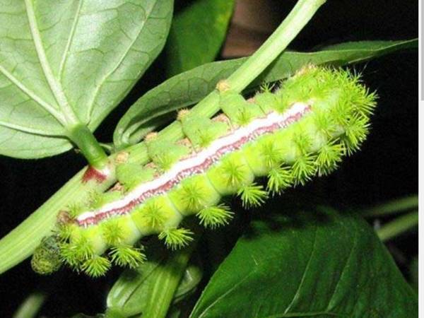 Nằm mơ thấy con sâu xanh đánh xổ số số mấy