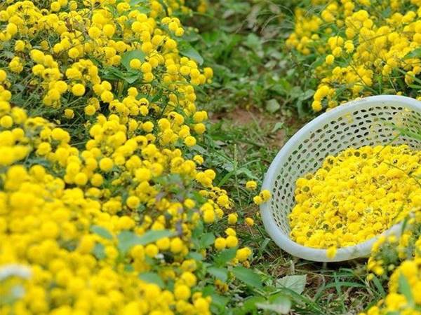 Nằm mơ thấy hoa cúc vàng đánh con gì mang đến may mắn 2