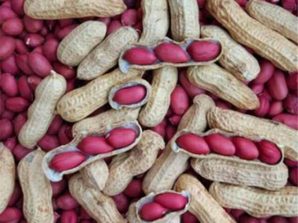 Chiêm bao thấy đang đào củ lạc