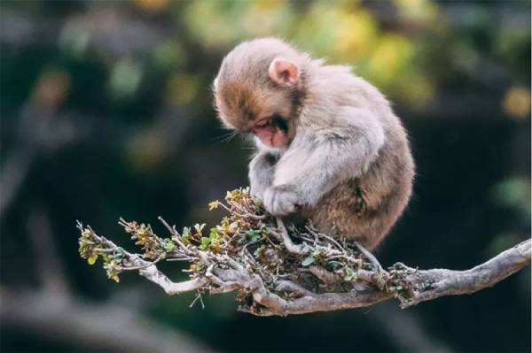 Đôi nét về vận trình tử vi tuổi Thân 19/9/2025