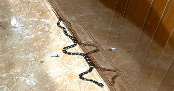 Mơ thấy rắn bò vào nhà có ẩn chứa điềm báo đen đủi?