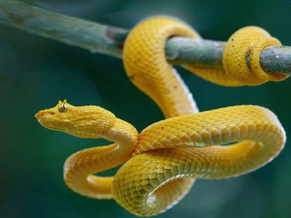 Nằm mơ thấy rắn vàng đen, rắn vàng vào nhà là điềm gì?